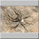 Arctosa perita - Wolfsspinne 02a 8mm Sandsteilhang Wallenhorst.jpg